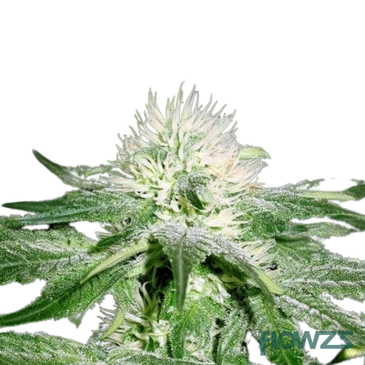 Ice & Sugar Cannabis Strain - flowzz.com Preisvergleich