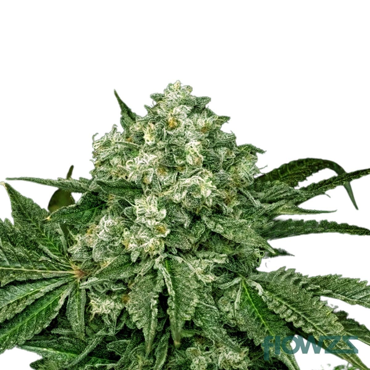 Sourdough Cannabis Strain - flowzz.com Preisvergleich