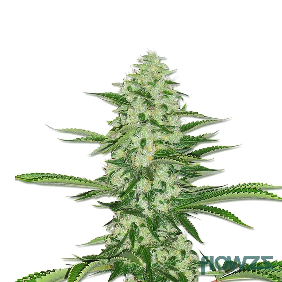 THC Bomb Cannabis Strain - flowzz.com Preisvergleich