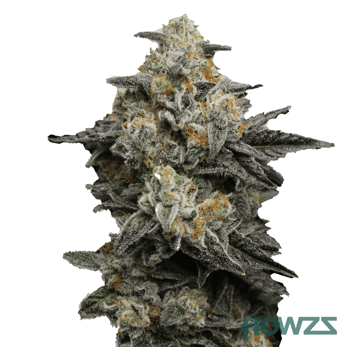 garlic-funk-strain