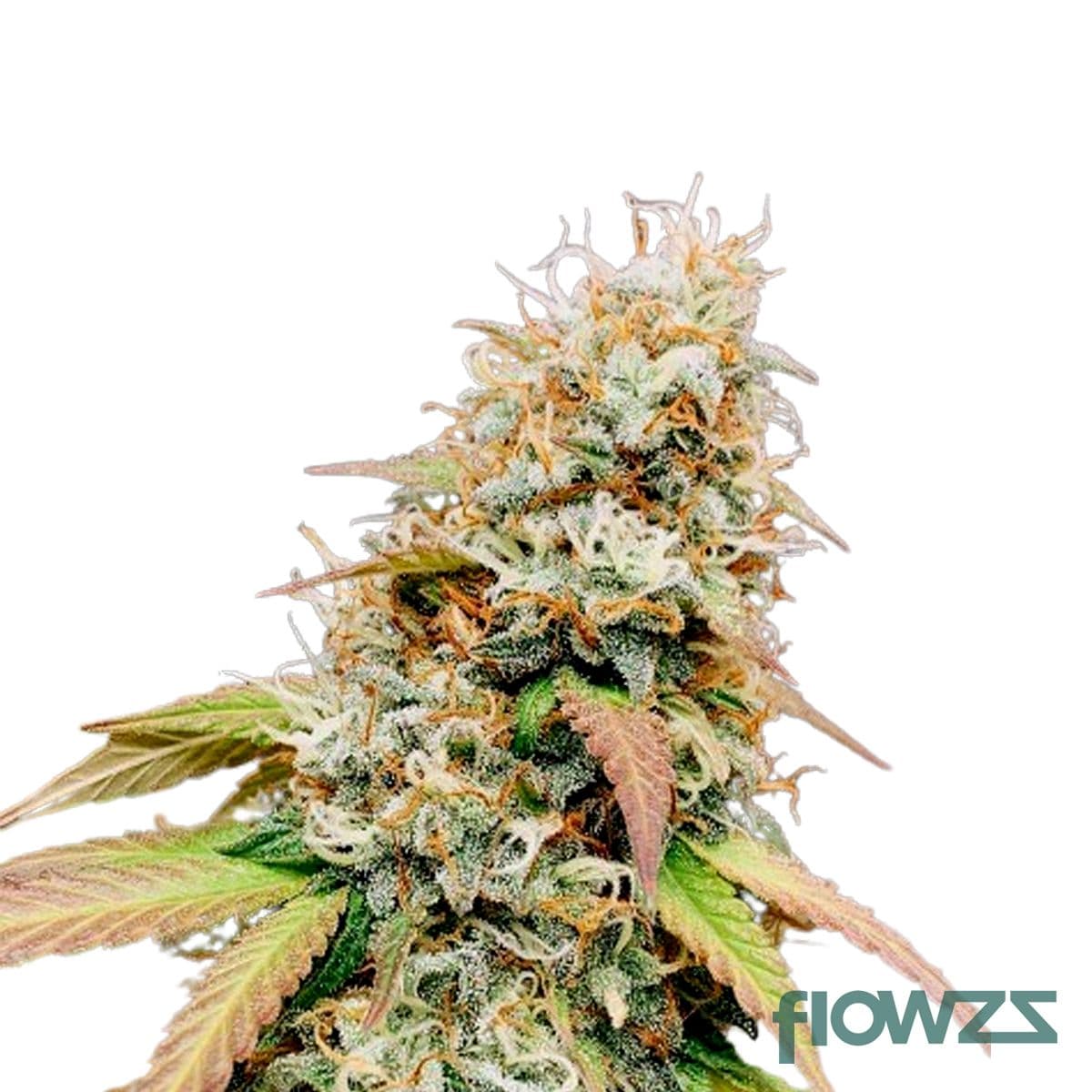 Meringue Cannabis Strain - flowzz.com Preisvergleich