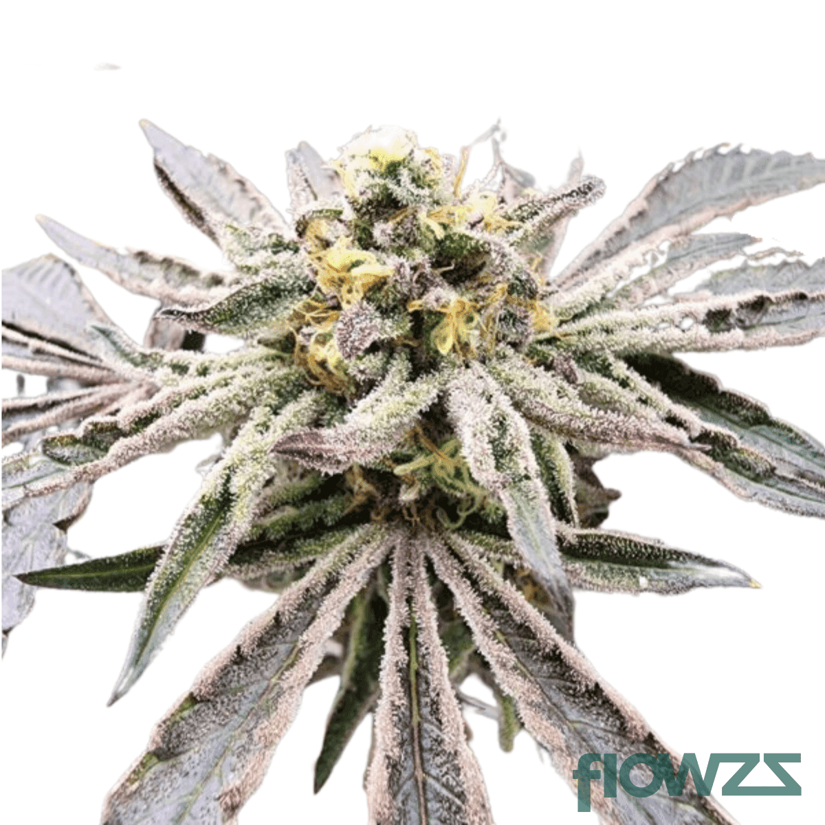 Frozen Lemon Mints Cannabis Strain Kultivar Sorte - flowzz.com Apotheken Preisvergleich