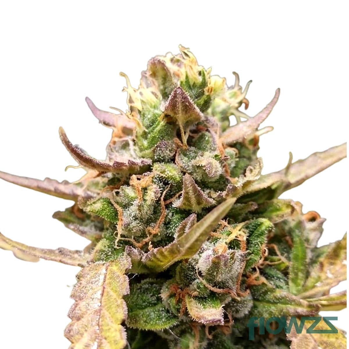 Eve Cannabis Strain - flowzz.com Preisvergleich