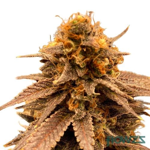 Island Sweet Skunk Cannabis Strain - flowzz.com Preisvergleich