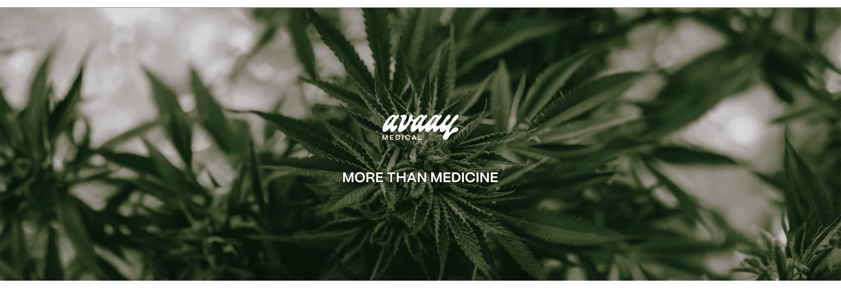 avaay Cannabisarzneimittel für eine naturnahe Therapie