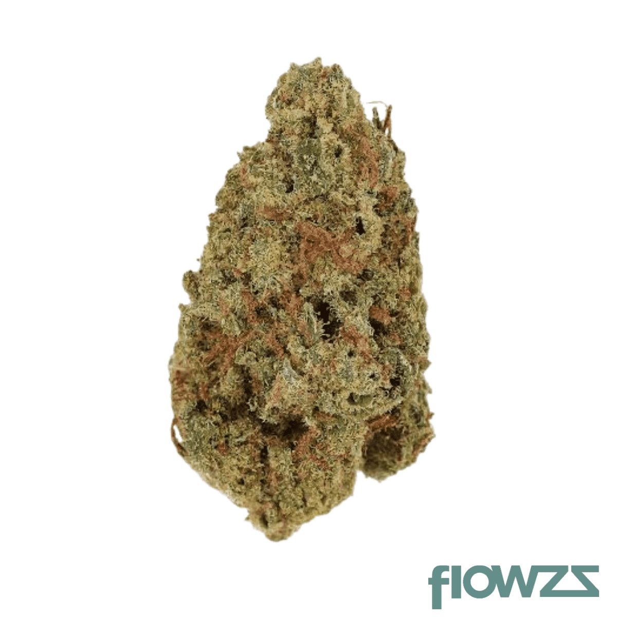 33-1-amici-ac-animal-cookies