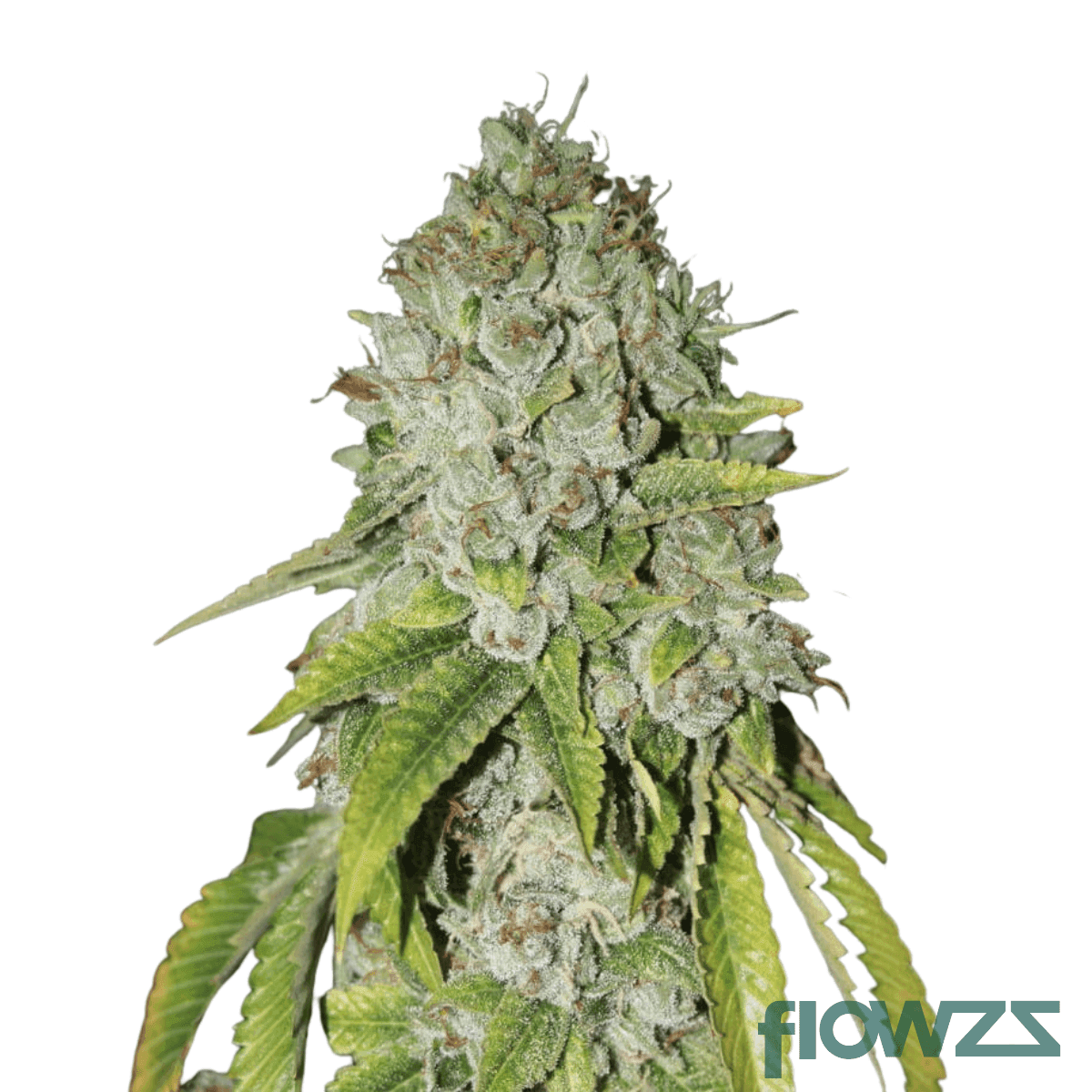 Triangle Queen Wirkung, Strain Reviews & Preise | flowzz Triangle Queen Wirkung, Strain Reviews & Preise | flowzz