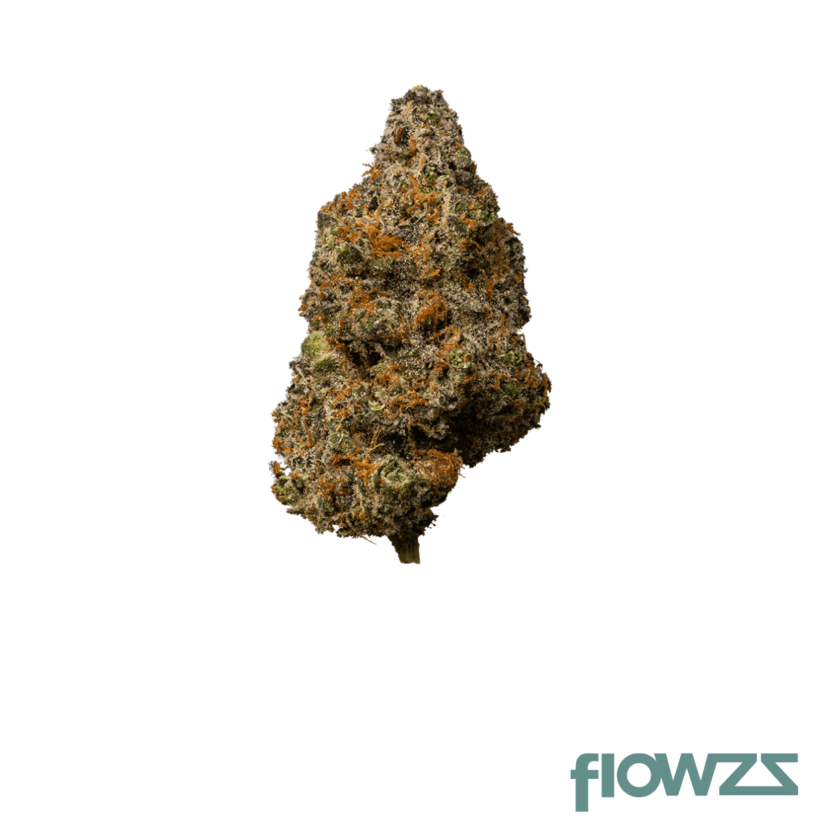 apollo-33-1-euf-delicata-cookies