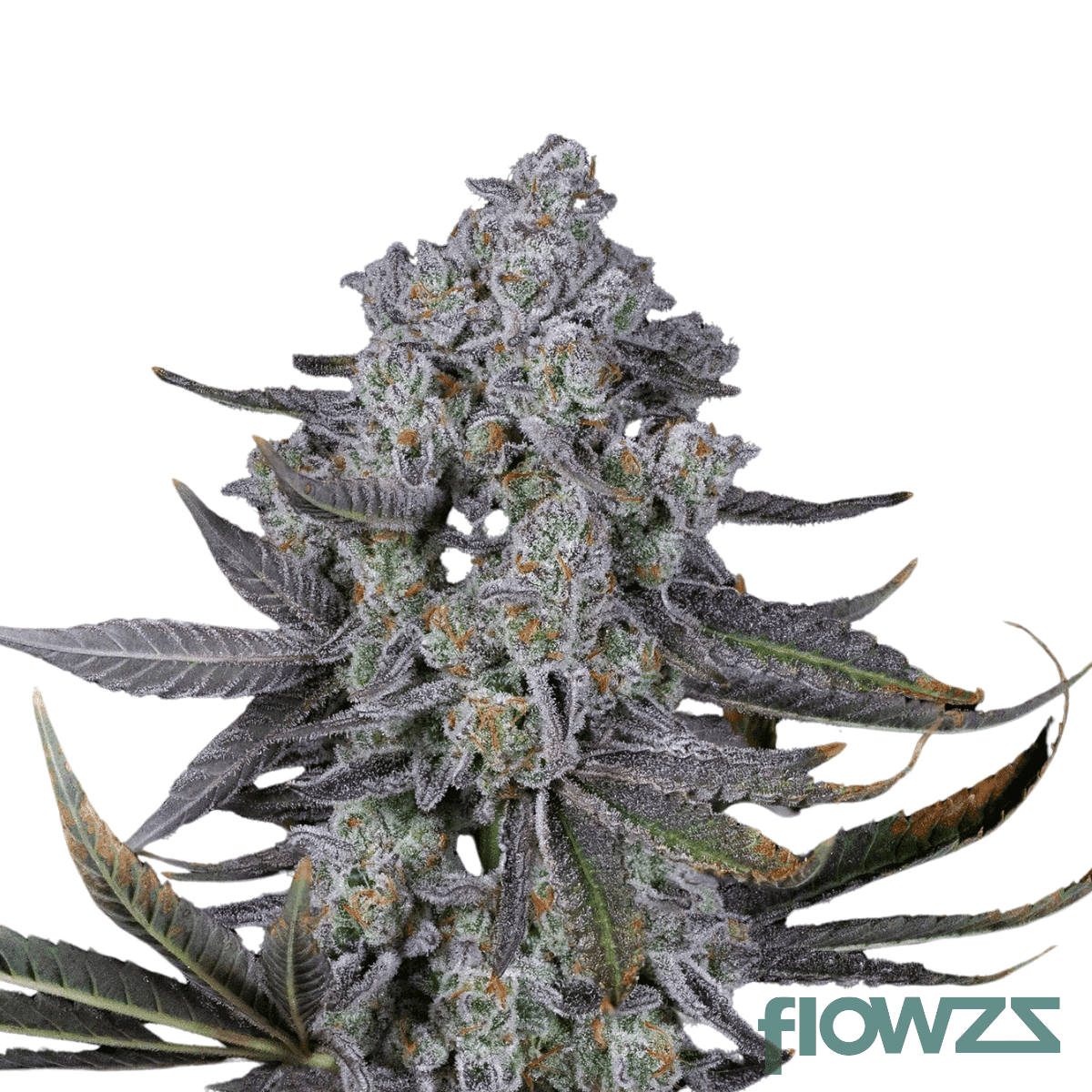 bling-blaow-cannabis-strain