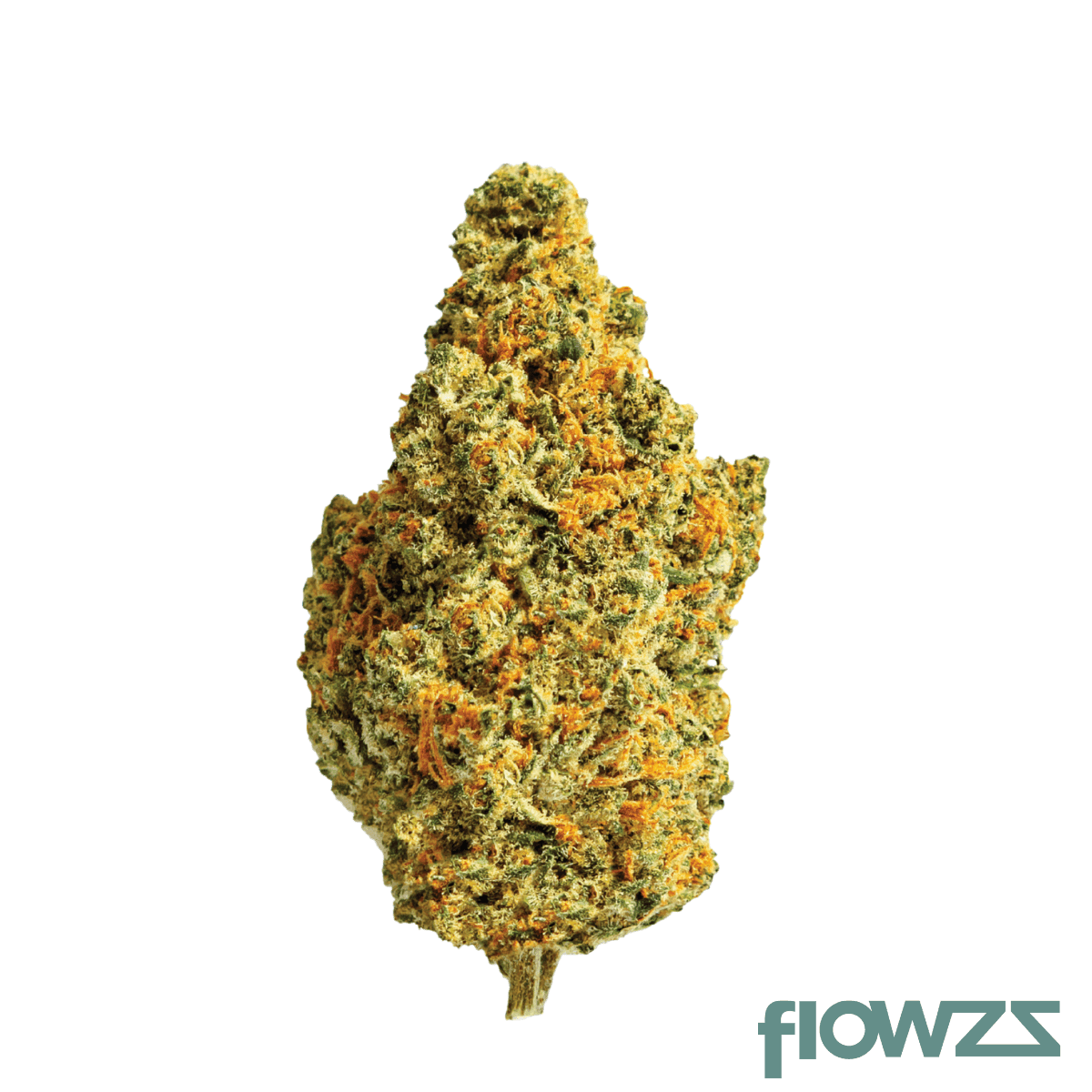 zoiks-22-1-tg-tangrini