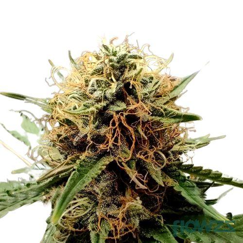 White Widow Cannabis Strain - flowzz.com Preisvergleich