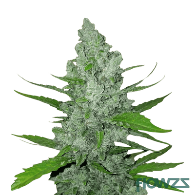 sour-diesel-cannabis-strain
