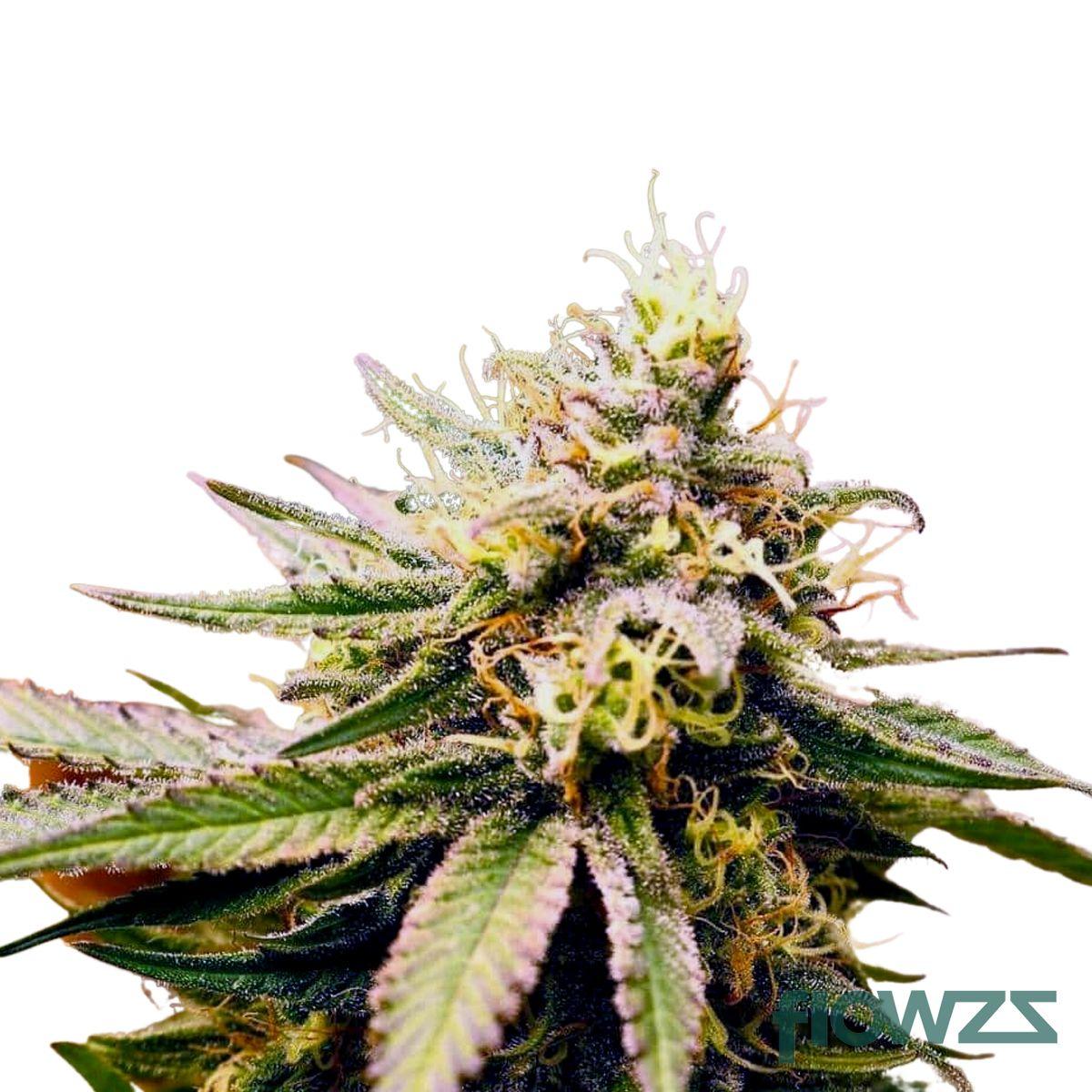 Caramel Cannabis Strain - flowzz.com Preisvergleich