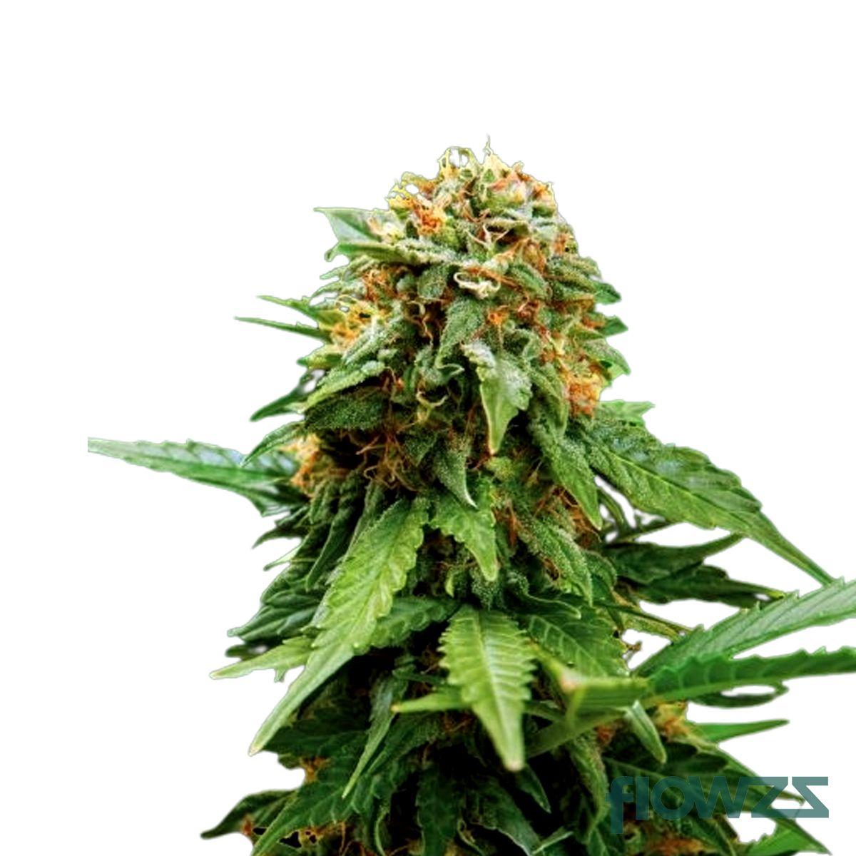 Tangerine Dream Cannabis Strain - flowzz.com Preisvergleich