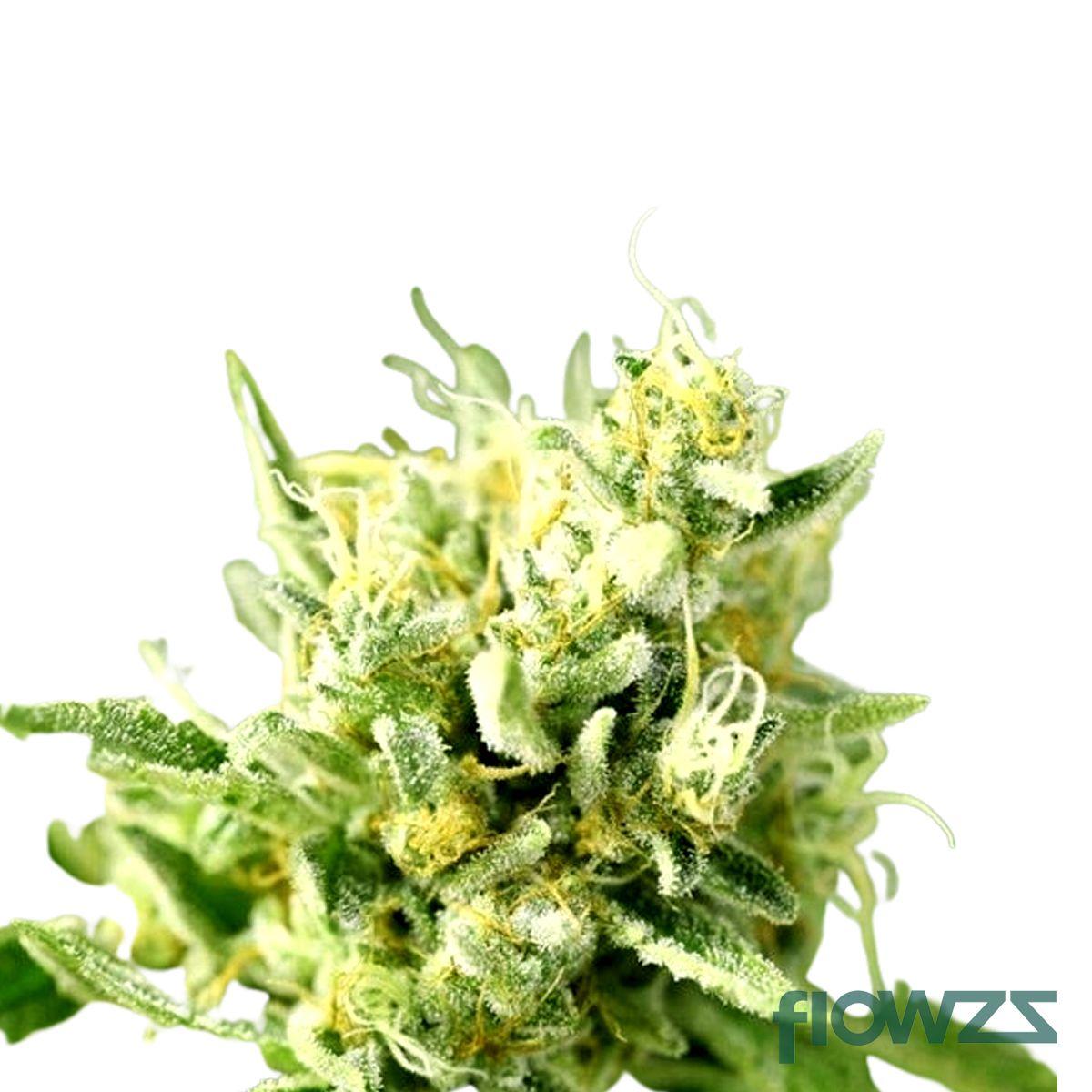 Sirius Cannabis Strain - flowzz.com Preisvergleich