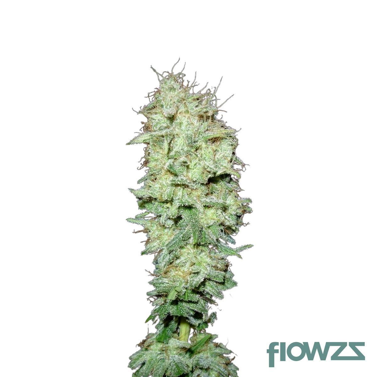 Herijuana Cannabis Strain - flowzz.com Preisvergleich