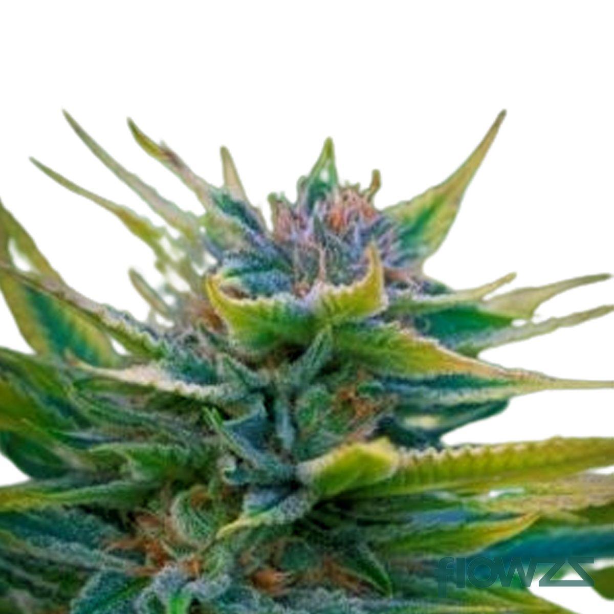Mango Kush Cannabis Strain - flowzz.com Preisvergleich