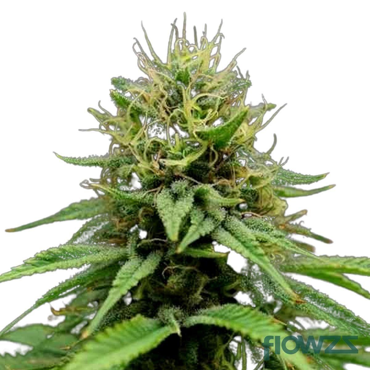 Churchill Cannabis Strain - flowzz.com Preisvergleich