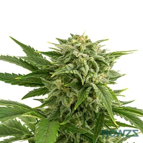 Bubba Kush Cannabis Strain - flowzz.com Preisvergleich
