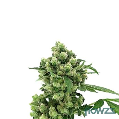 Sour Diesel Cannabis Strain - flowzz.com Preisvergleich