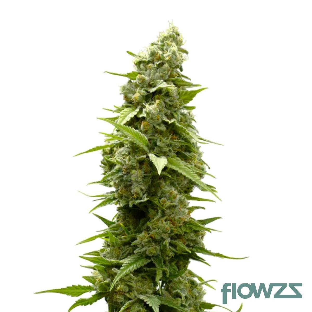 Afghan Kush Cannabis Strain - flowzz.com Preisvergleich