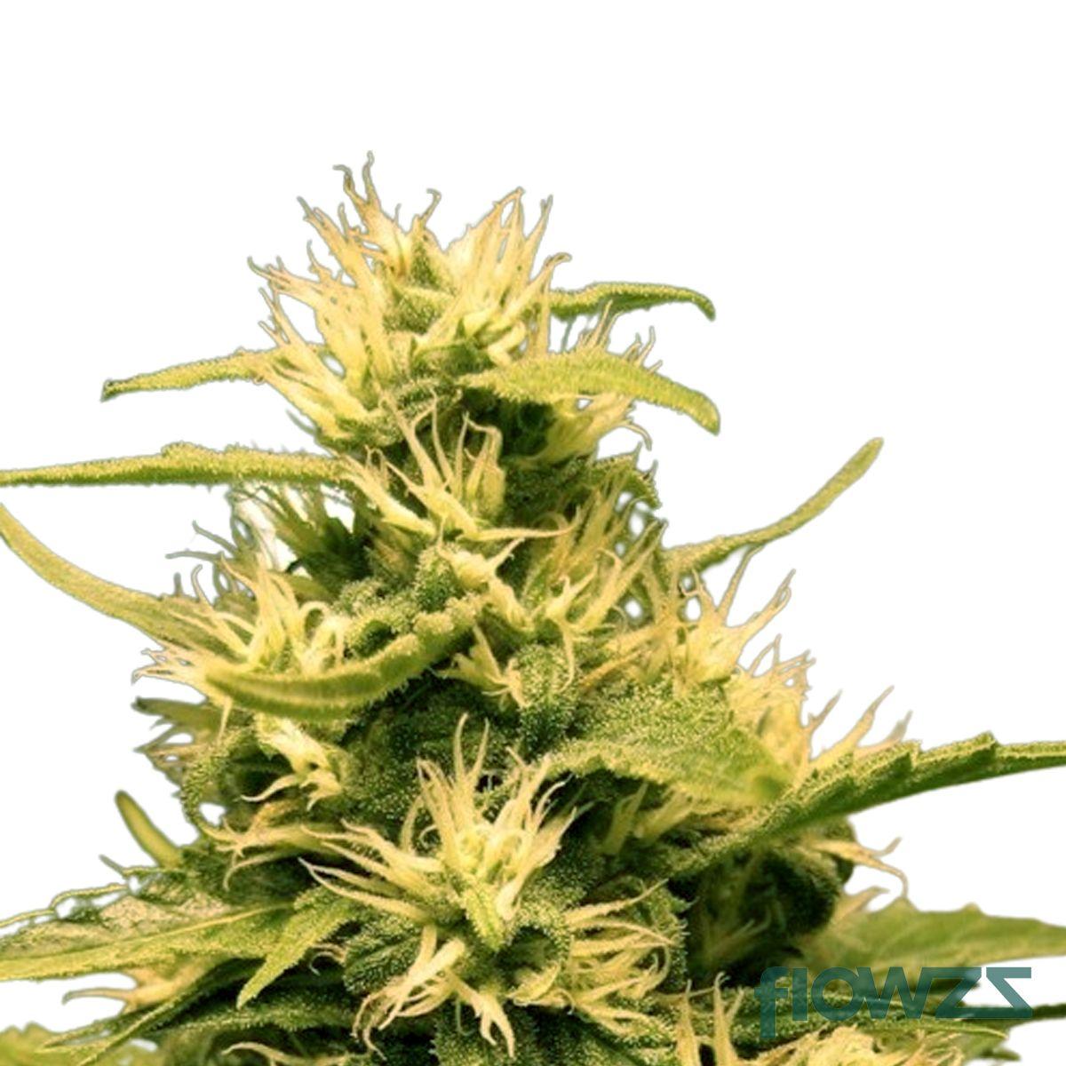 Mango Haze Cannabis Strain - flowzz.com Preisvergleich