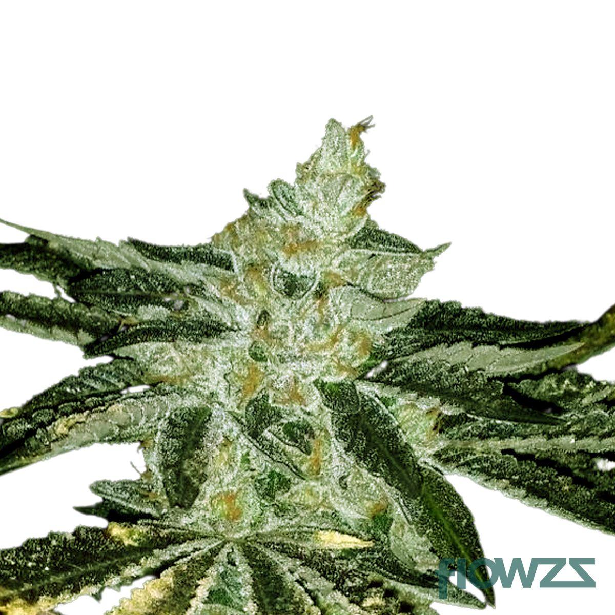 Rockstar Cannabis Strain - flowzz.com Preisvergleich
