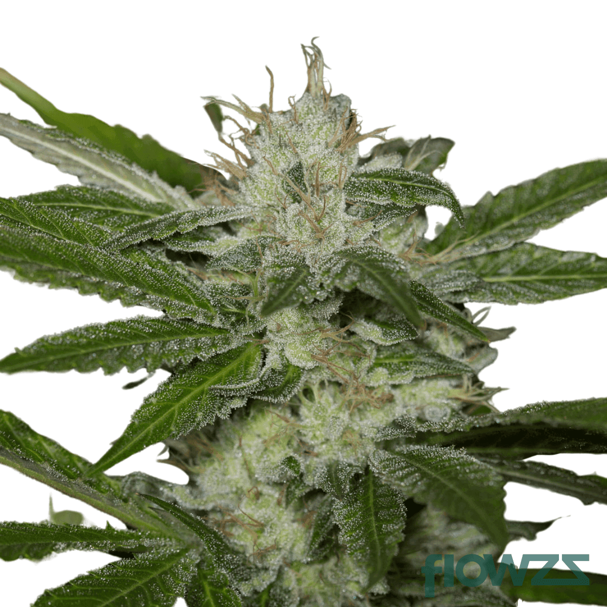 atomic-sour-grapefruit-cannabis-strain