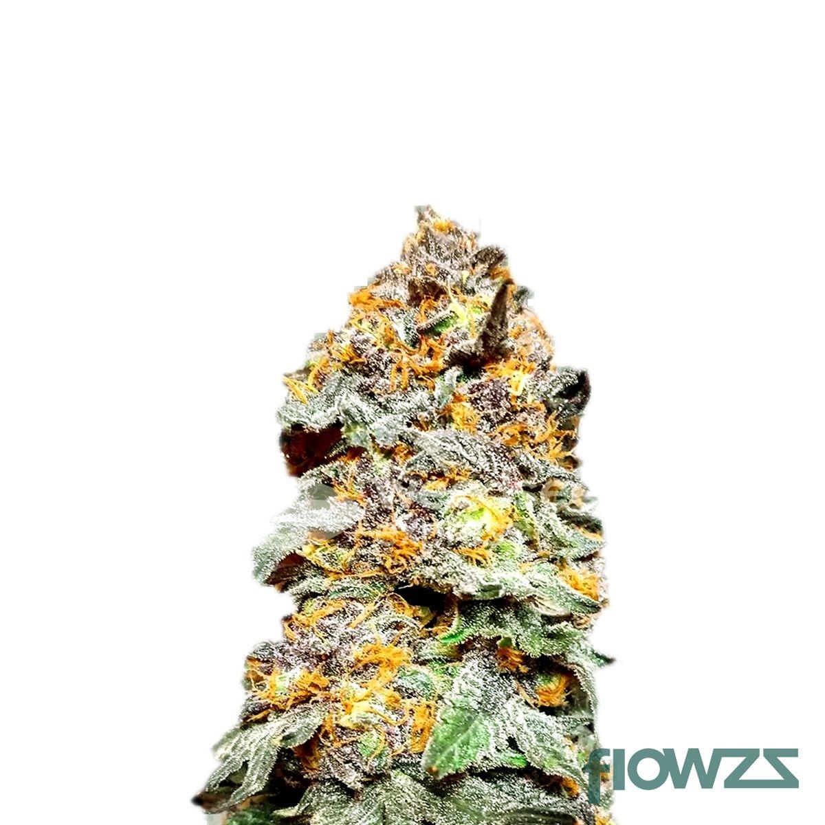 Bafokeng Choice x Granddaddy Purple  Cannabis Strain - flowzz.com Preisvergleich