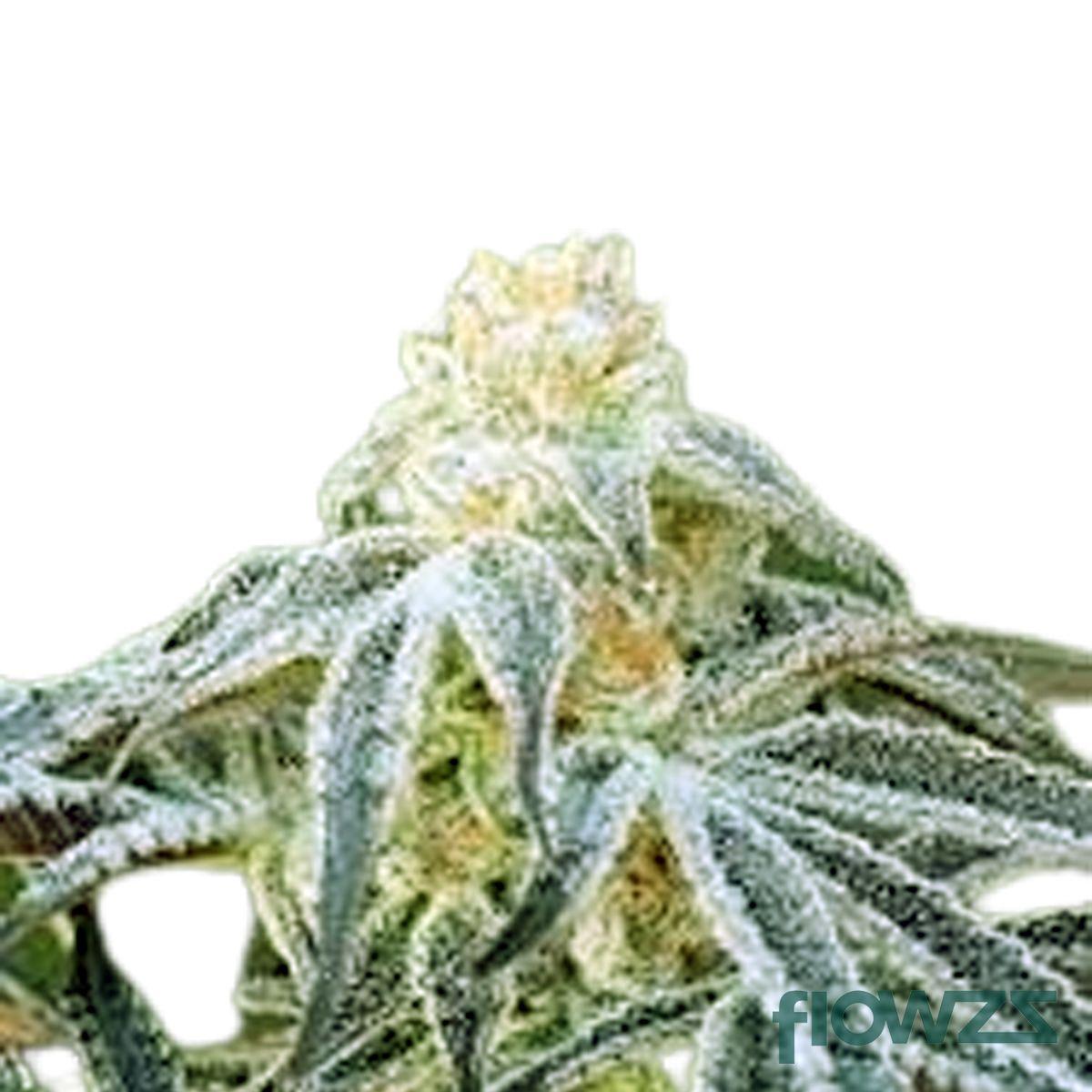 Frosted Lemon Angel Cannabis Strain - flowzz.com Preisvergleich