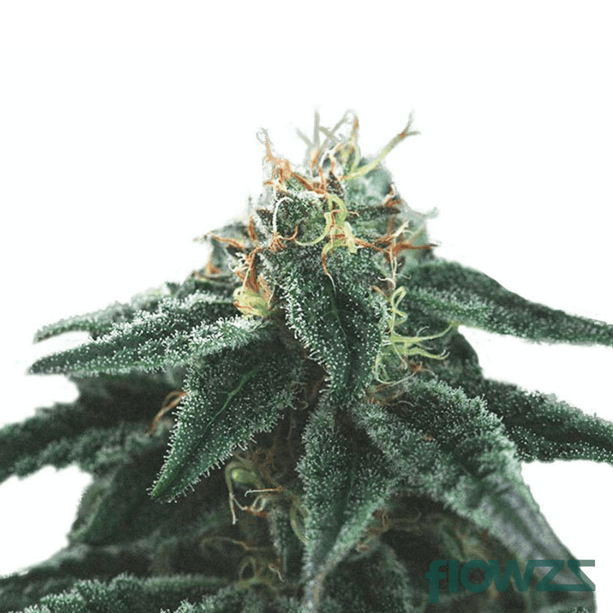 snowflake-cannabis-strain