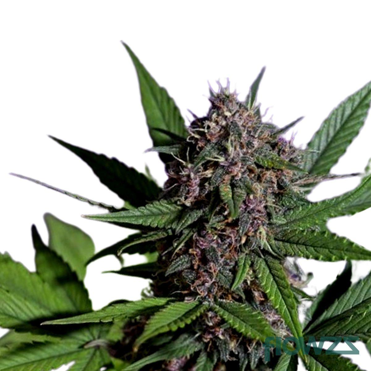 Purps Cannabis Strain - flowzz.com Preisvergleich