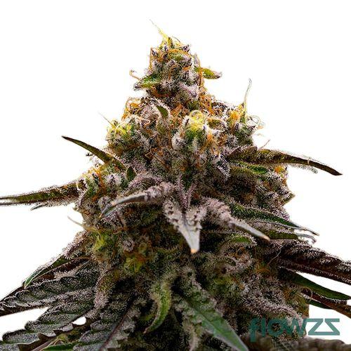 MAC 1 Cannabis Strain - flowzz.com Preisvergleich