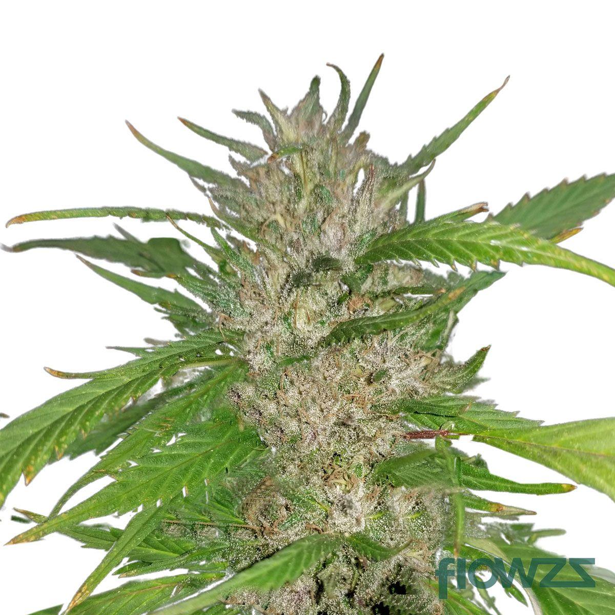 Amnesia Kush Cannabis Strain - flowzz.com Preisvergleich