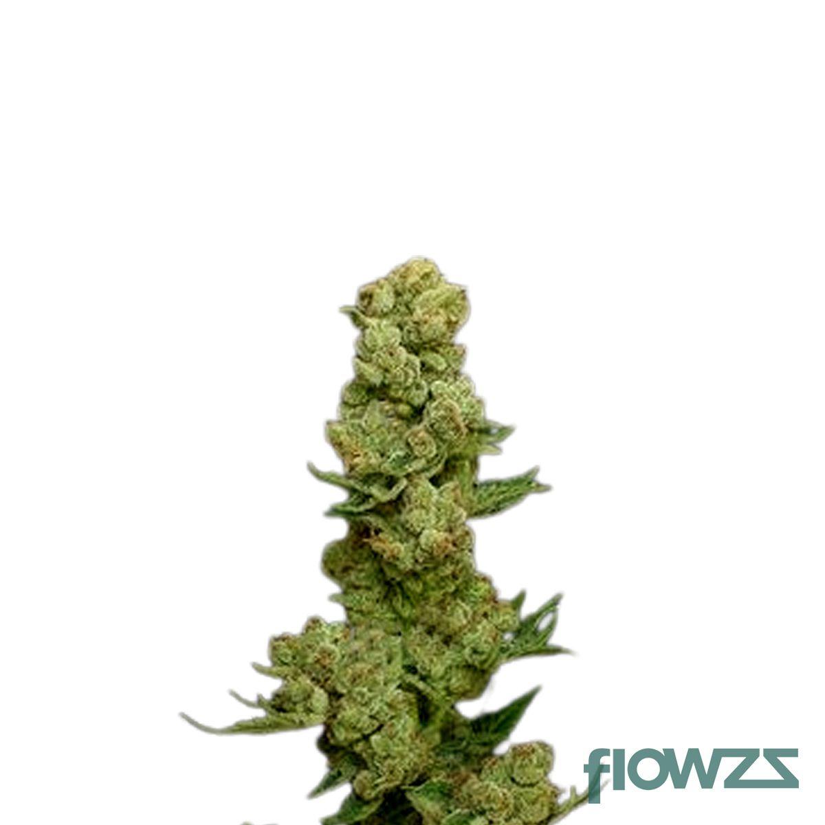 Tally Man Cannabis Strain - flowzz.com Preisvergleich