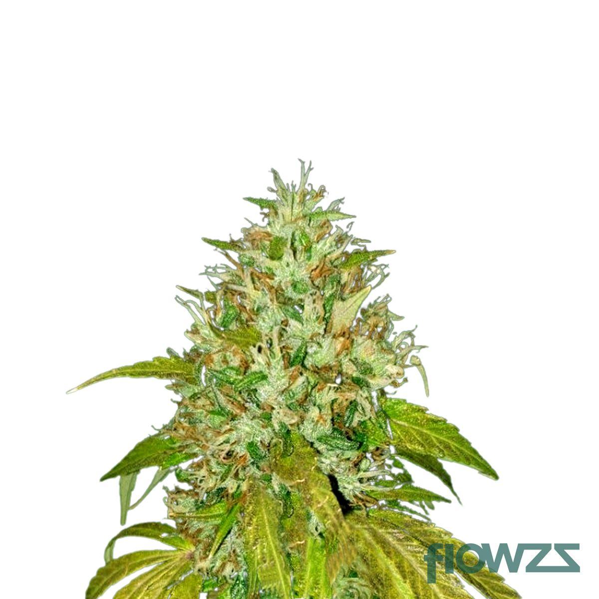 Galaxy Cannabis Strain - flowzz.com Preisvergleich