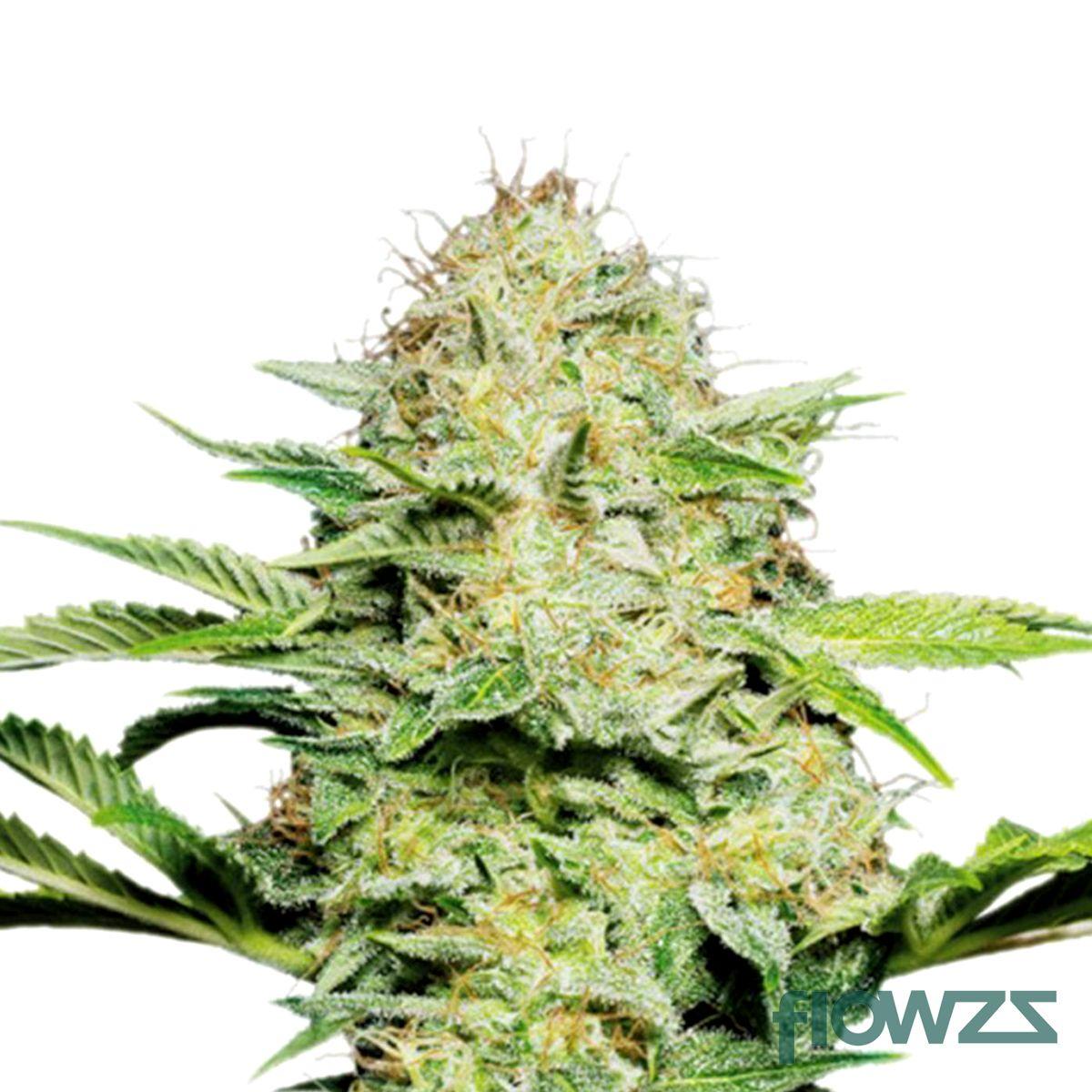 Super Haze Cannabis Strain - flowzz.com Preisvergleich