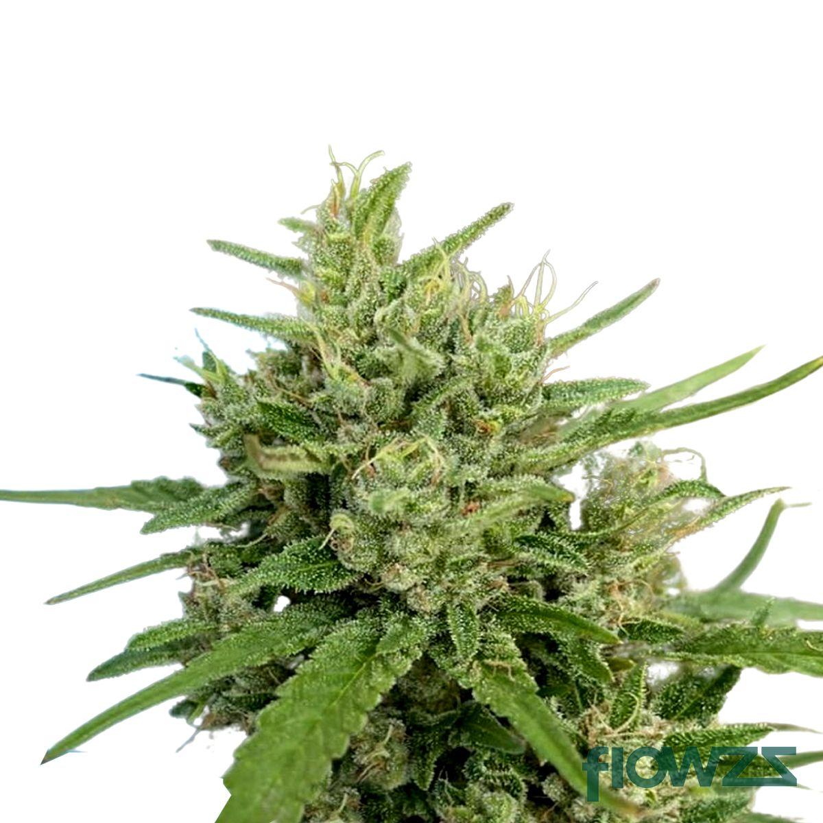 Batha Balanced Cannabis Strain - flowzz.com Preisvergleich