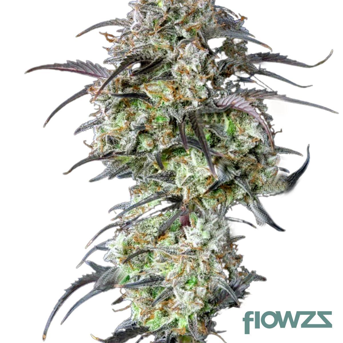 Ninja Cannabis Strain - flowzz.com Preisvergleich