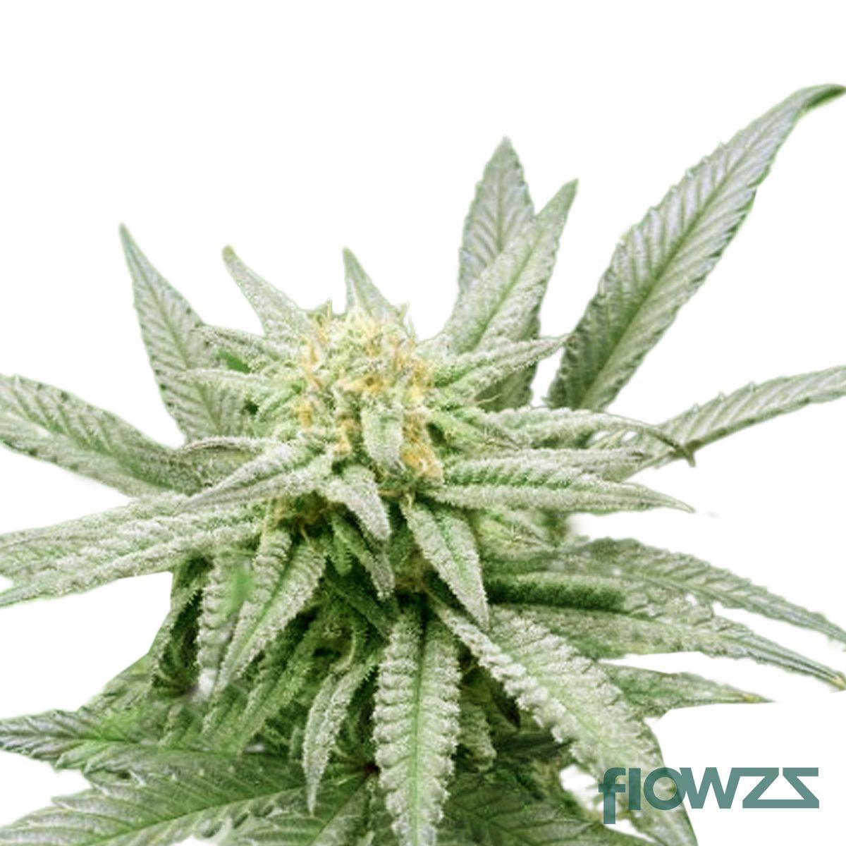 Peyote Critical Cannabis Strain - flowzz.com Preisvergleich