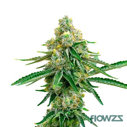 Jack Herer Cannabis Strain - flowzz.com Preisvergleich