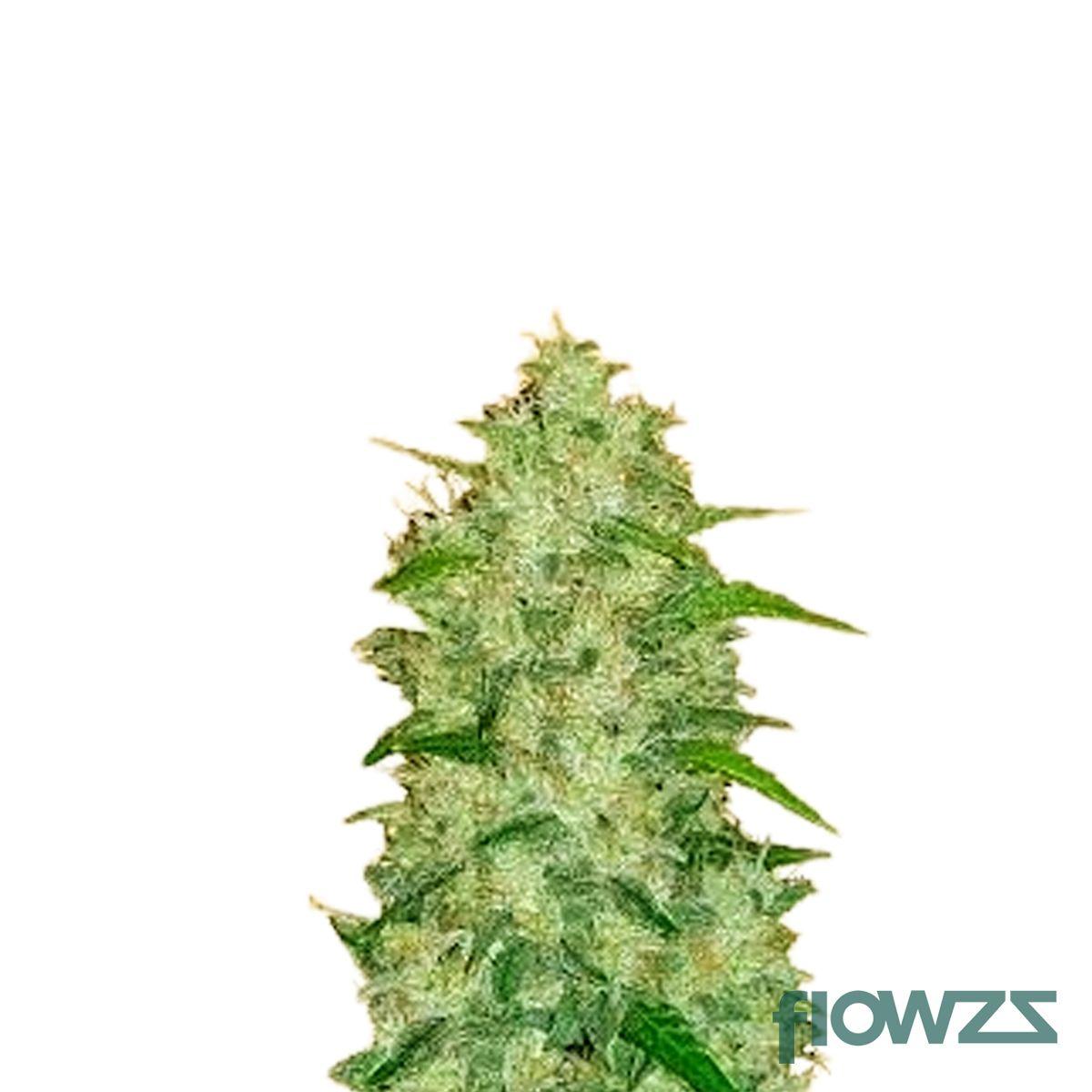 Chemdawg 91 x Captain Krypt OG  Cannabis Strain - flowzz.com Preisvergleich