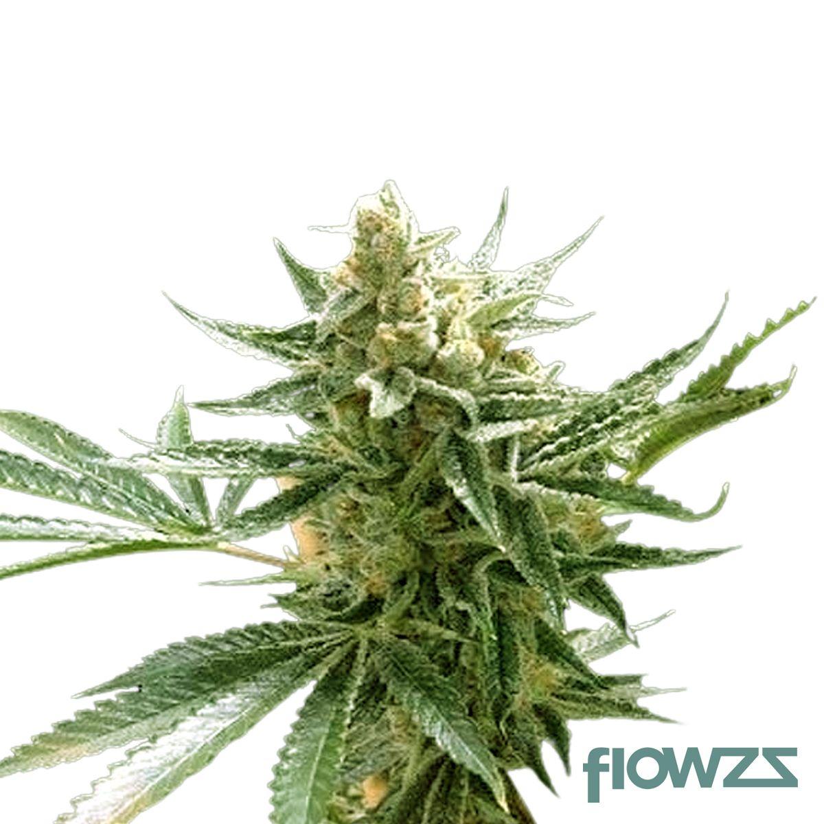 Tangie Chem Cannabis Strain - flowzz.com Preisvergleich