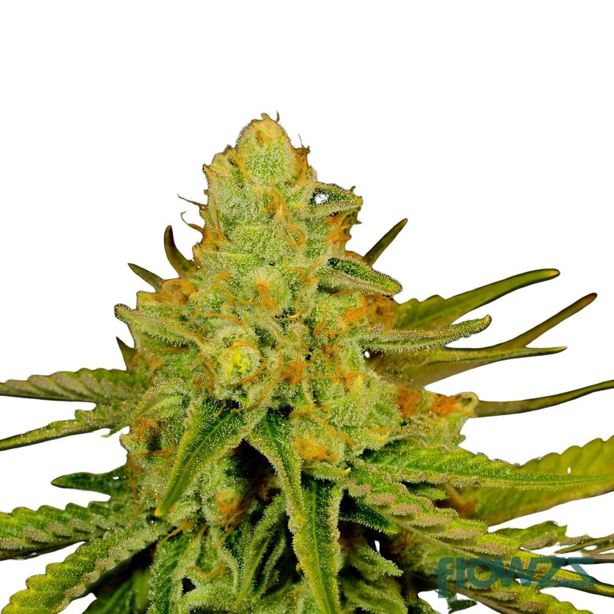 Sour Tangie Cannabis Strain - flowzz.com Preisvergleich