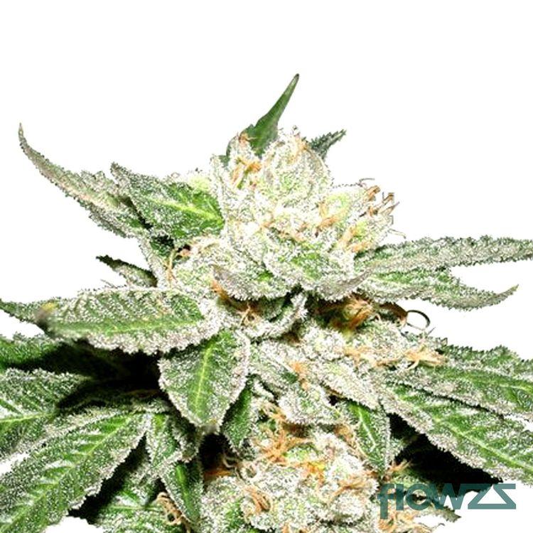 Master Kush Cannabis Strain - flowzz.com Preisvergleich