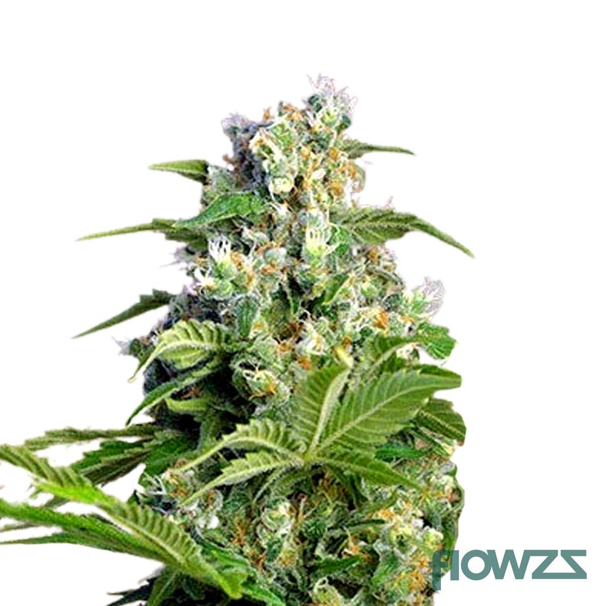 Gorilla Mints Cannabis Strain - flowzz.com Preisvergleich
