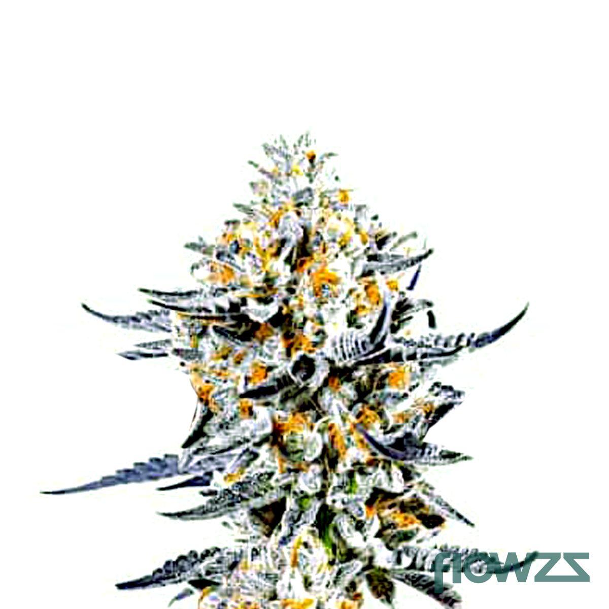 Do-Si-Dos Cannabis Strain - flowzz.com Preisvergleich