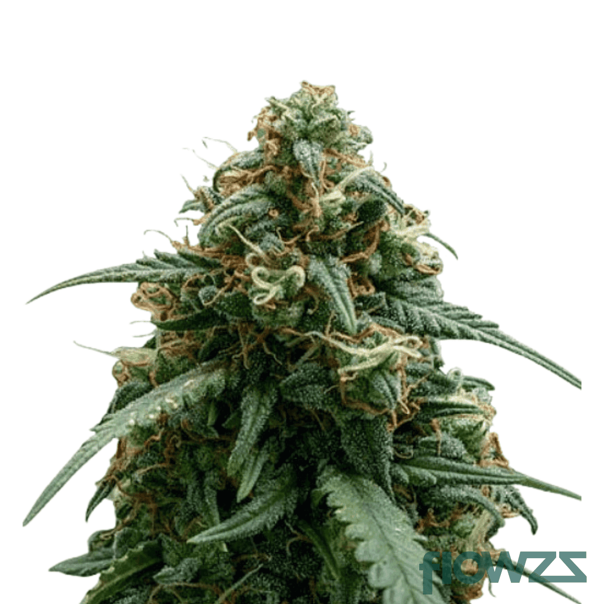 Gushers Cannabis Strain Kultivar Sorte