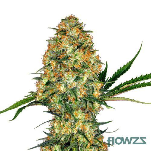 Hindu Kush Cannabis Strain - flowzz.com Preisvergleich