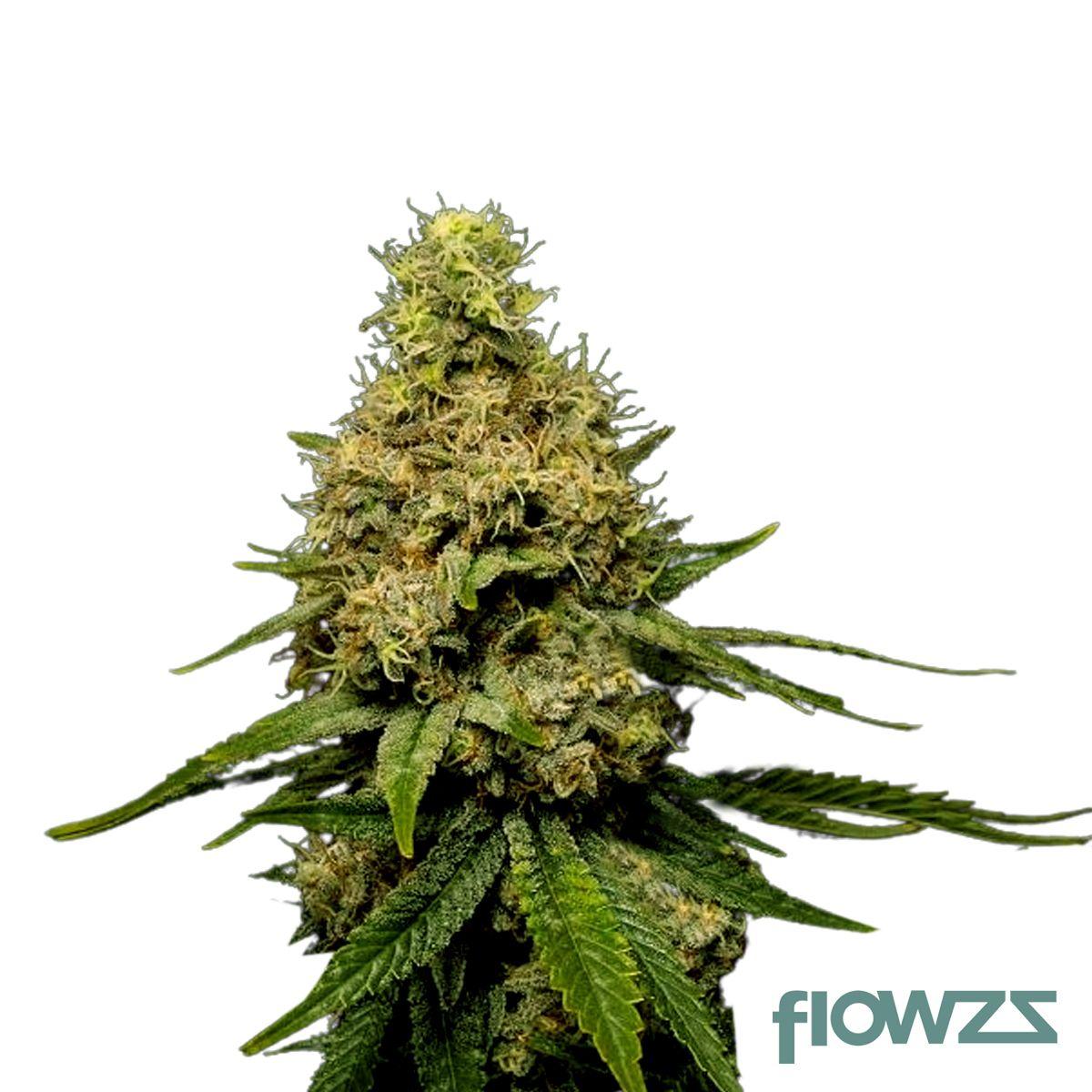 Apex OG Cannabis Strain - flowzz.com Preisvergleich